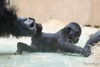 Gorillanachwuchs "Kiano"