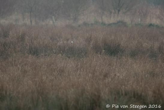 Sumpfohreule 05.01.2016