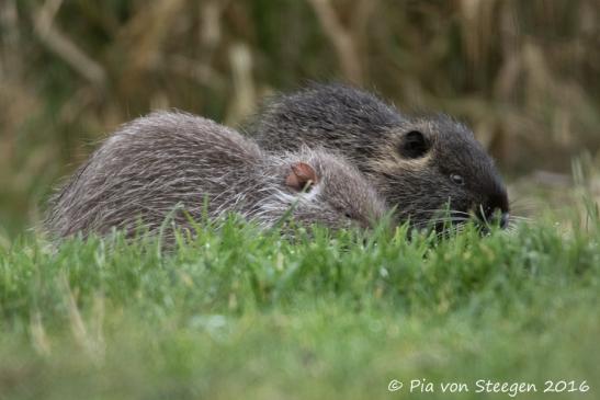 Nutria Nachwuchs 05.01.2016