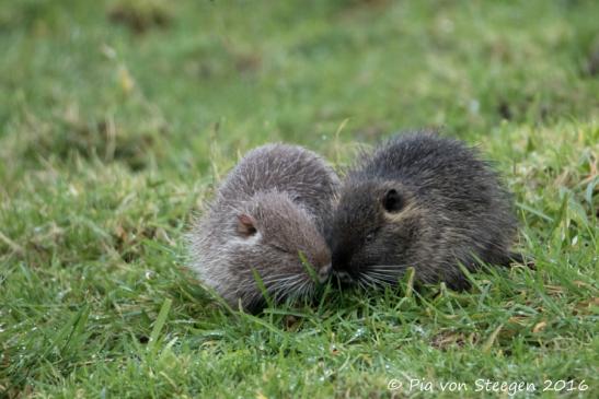 Nutria Nachwuchs 05.01.2016