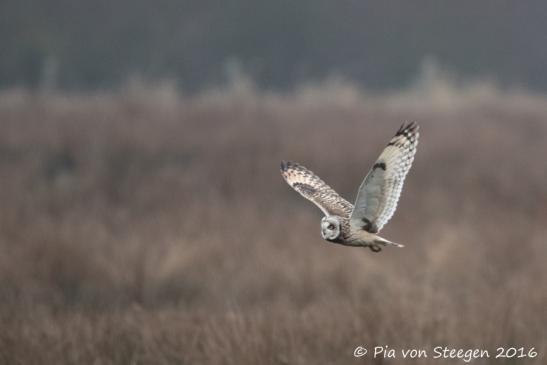 Sumpfohreule 05.01.2016