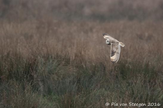 Sumpfohreule 05.01.2016