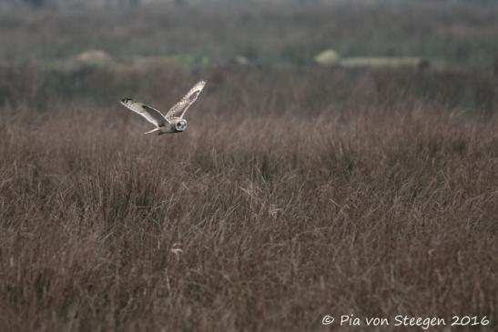 Sumpfohreule 05.01.2016