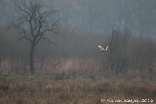 Sumpfohreule 05.01.2016