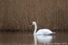 Höckerschwan 11.01.2016