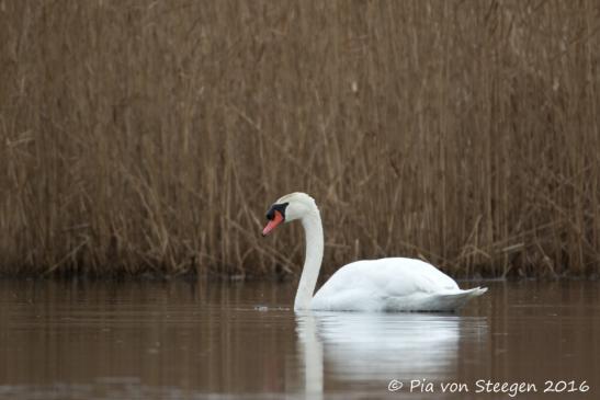 Höckerschwan 11.01.2016