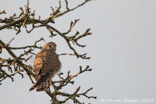 Turmfalke 23.12.2015