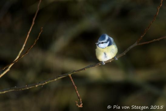 Blaumeise 27.11.2015