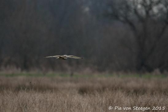 Sumpfohreule 29.12.2015