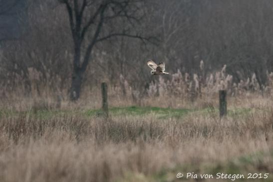 Sumpfohreule 29.12.2015